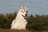 SIBERIAN HUSKY 774